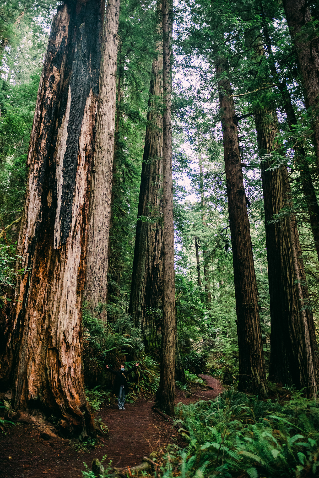 redwood national forest road trip
