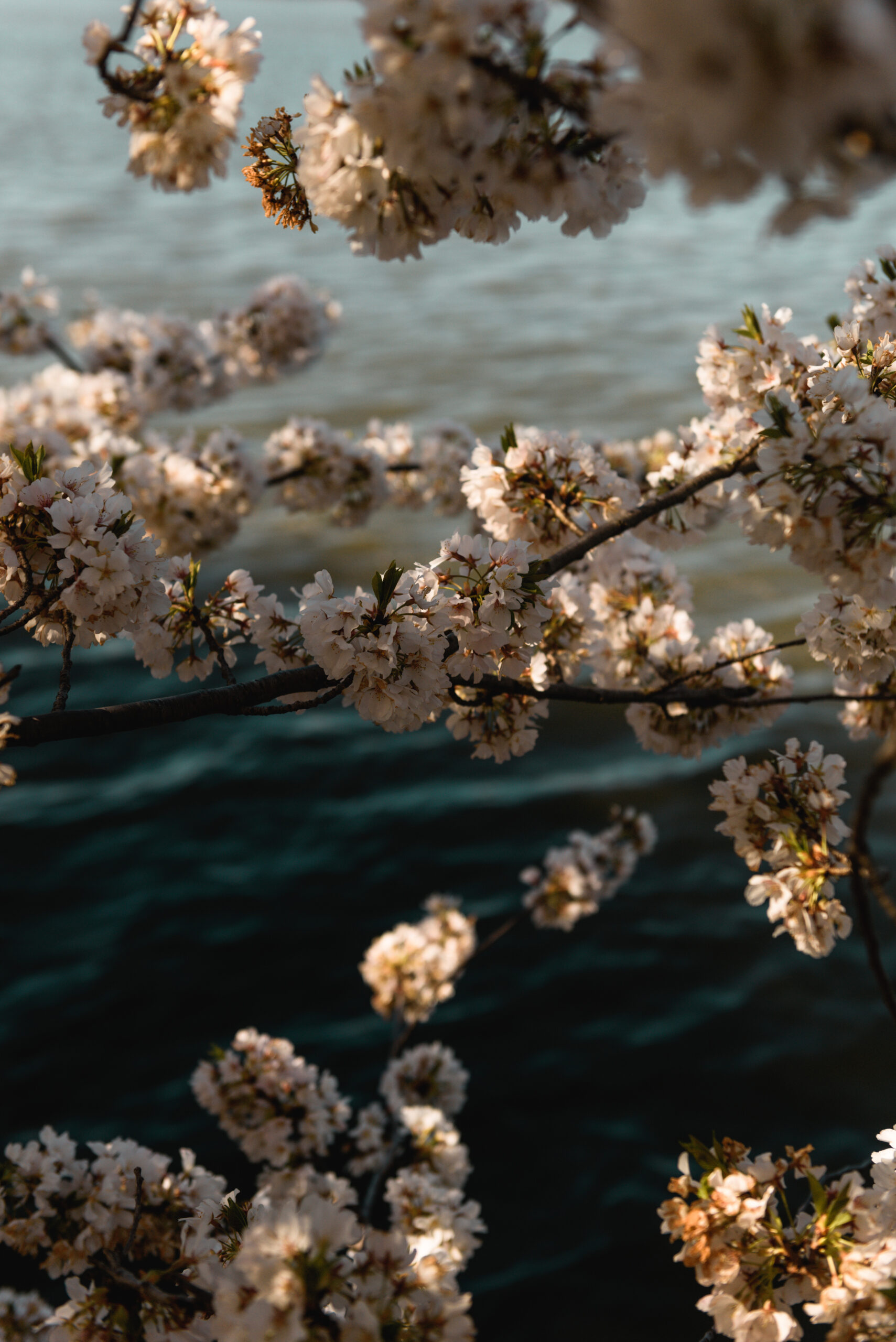 Cherry Blossoms Around the Tidal Basin + Digital Wallpaper